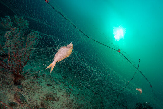 Dead fish trapped in ghost net at the ocean floor during daylight near coral reefs in clear waters