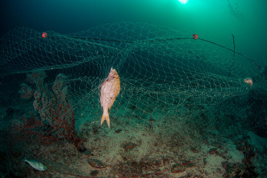 Image shows ghost net trapping dead fish in ocean waters during daytime