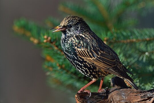 Common starling (Sturnus vulgaris) perched on a branch, Vendee, France. January. 