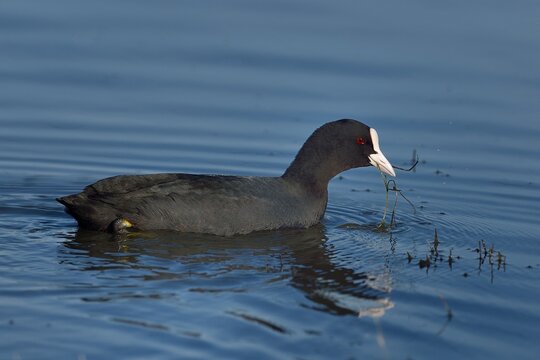 Eurasian coot (Fulica atra) on water, Marais de Vendee, France. January. 