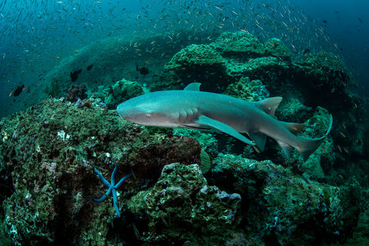 Tawny nurse shark (Nebrius ferrugineus) swimming over rocky boulder among a large school of fish, searching for resting place in the reef, Koh Tachai, Mu Koh Similan National Park, Phang-nga, Thailand
