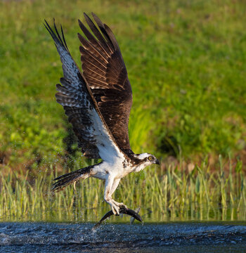 Osprey (Pandion haliaetus) in flight carrying Alewife (Alosa pseudoharengus) prey, Somes Sound near Acadia National Park, Maine, USA. June. 