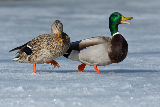 Mallards (Anas platyrhynchos) pair walking on snow-covered pond, Acadia National Park, Maine, USA. April. 