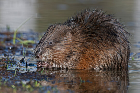 Muskrat (Ondatra zibethicus) feeding in beaver pond, Acadia National Park, Maine, USA. April. 
