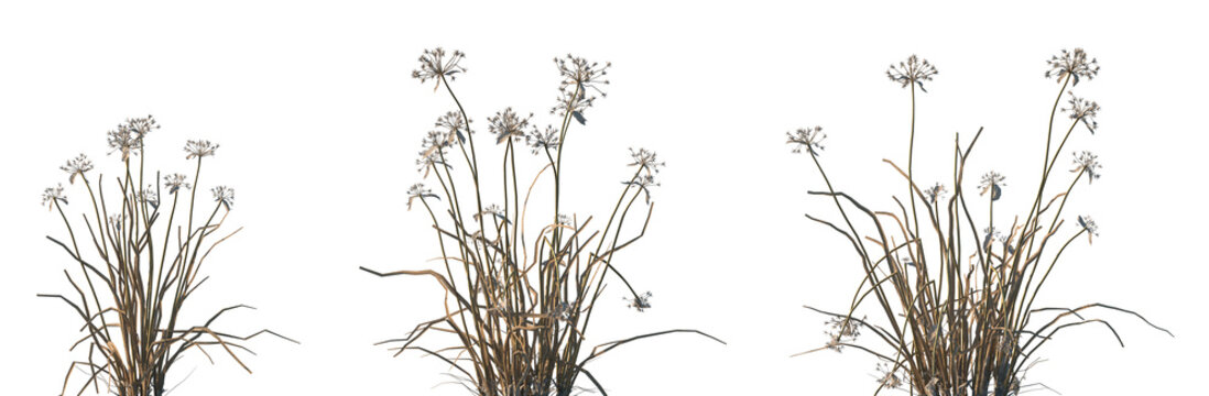 Set of dry Allium canadense (the Canada onion, Canadian garlic, wild garlic, meadow garlic) isolated frontal png on a transparent background perfectly cutout