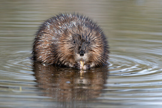 Muskrat (Ondatra zibethicus) feeding in beaver pond, Acadia National Park, Maine, USA. April. 