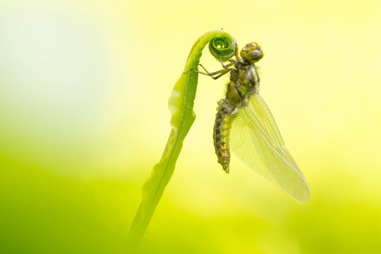 Broad-bodied chaser (Libellula depressa) newly emerged (teneral) dragonfly resting on a Harts tongue fern (Asplenium scolopendrium), Broxwater, Cornwall, England, UK. May. 