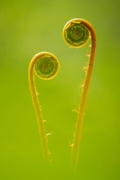 Hard ferns (Blechnum spicant), two backlit fiddleheads unfurling, Marsland, Cornwall, England, UK. May. 