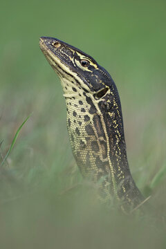 Yellow-spotted monitor (Varanus panoptes) looking out from a high point on the Adelaide River floodplain, Northern Territory, Australia. 