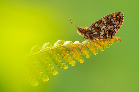 Small pearl-bordered fritillary butterfly (Boloria selene) roosting on a fern frond, Marsland Mouth, Cornwall, England, UK. May. 