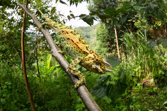Rwenzori three-horned chameleon (Trioceros johnstoni) sub-adult male, walking along branch, Rwenzori foothills, Uganda. 