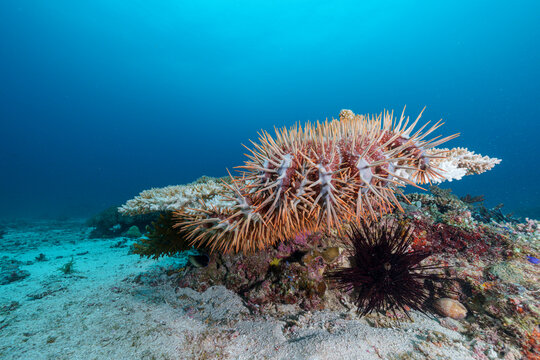 Crown-of-thorns (Acanthaster planci) starfish feeding on hard coral (Acropora sp.), Malapascua Island, Cebu, Philippines, Pacific Ocean. 