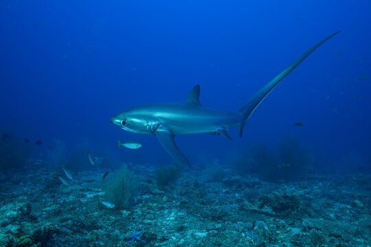 Pelagic thresher shark (Alopias pelagicus) swimming over seabed, off Malapascua Island, Philippines, Pacific Ocean. Endangered. 