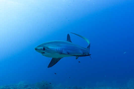 Pelagic thresher shark (Alopias pelagicus) portrait, off Malapascua Island, Philippines, Pacific Ocean. Endangered. 