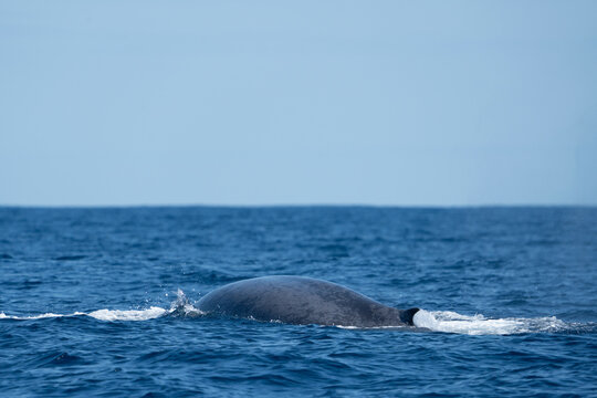 Blue whale (Balaenoptera musculus) dorsal fin above water surface, Azores, Atlantic Ocean. Endangered. 