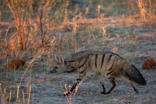 Aardwolf (Proteles cristatus) portrait, Okavango Delta, Botswana. 