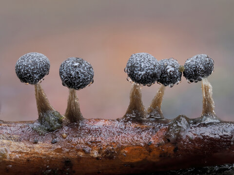 Slime mould (Physarum album) line of mature sporangia after rain, Buckinghamshire, England, UK. January. Focus stacked. 
 