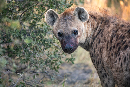 Spotted hyena (Crocuta crocuta) looking back, portrait, Okavango Delta, Botswana. 