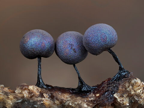 Slime mould (Lamproderma violaceum) close up of three  sporangia, Buckinghamshire, England, UK. November. Focus stacked. 