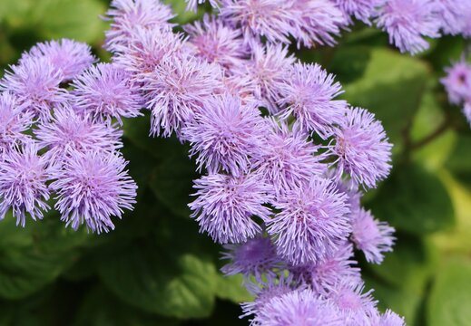 Ageratum houstonianum (floss flower) growing in a garden