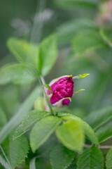 Obraz premium Close-up of a vibrant magenta rose bud with soft green leaves and bokeh background