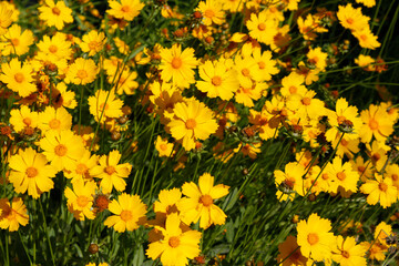 Obraz premium blooming coreopsis in the garden