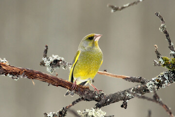 Obraz premium European Greenfinch (Chloris chloris) male on a branch close up, portrait, greenish colorful, Europe, Latvia