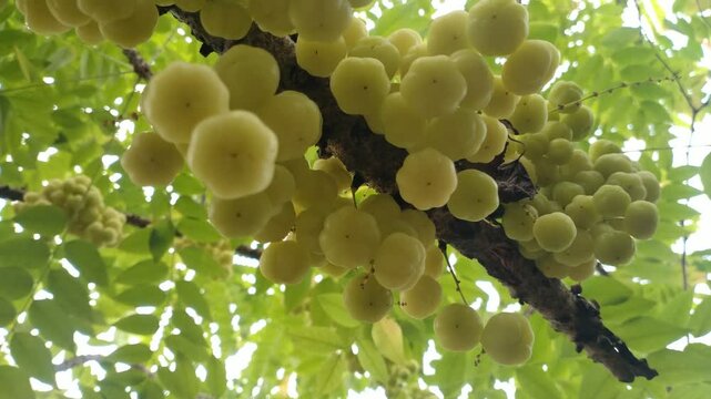 Star Gooseberry Fruits on Tree Branch. Tropical Sour Yellow Berries. Cinematic video