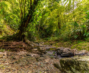 A view downstream from the Argyle falls in Tobago on a bright day in January