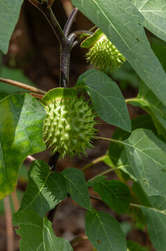 Green datura seed pod with sharp spines on leafy branch, thorn apple fruit developing in natural sunlight, toxic ornamental plant detail.