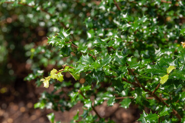 Evergreen Malpighia coccigera with holly like prickly foliage creating compact ornamental hedge structure outdoors.