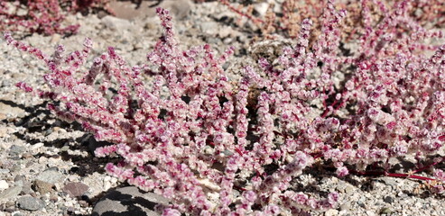 Fototapeta premium saltlover plant in the Himalayas, Ladakh, aslo called halogeton glomeratus, with pinkish flowers in the desert