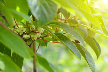 Fototapeta premium Kiwi vine flowers blooming on green branches in spring. Pale blossoms with fresh leaves in natural daylight, showing early flowering stage of fruit plant in garden or orchard.