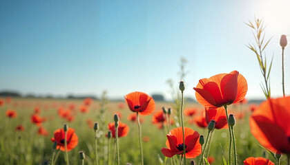 Obraz premium Sunlit Red Poppies Blooming in Open Meadow Under Clear Blue Sky