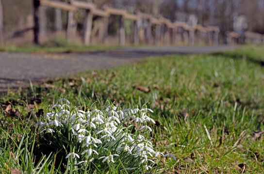 Schneegl&ouml;ckchen bl&uuml;hen als erstes in den Rieselfeldern, hier vor einem leicht f&uuml;r Kenner zu erkennenden Weidezaun f&uuml;r Heckrinder.