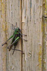 a grasshopper on a yellow wooden background,