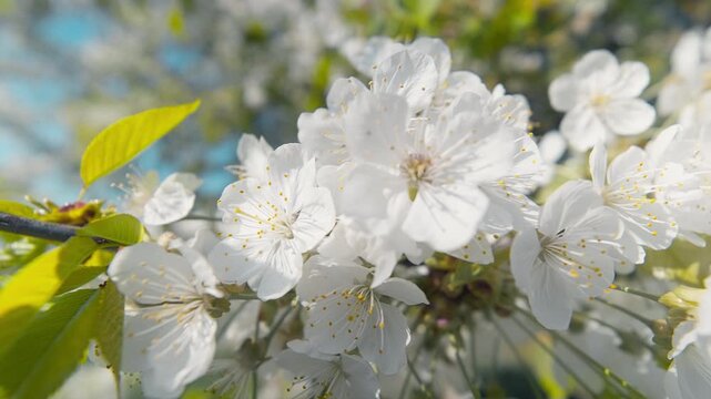 White spring blossoms in sunlight with slow movement along a branch, clear blue sky in the background 