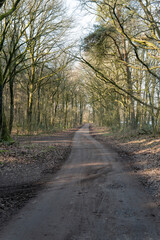 Obraz premium Dirt path winding through forest in borken, germany