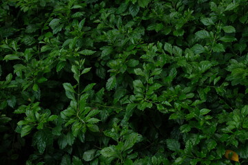 green leaves background