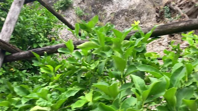 Lemon and citrus plants in a grove in Italy, Lake Garda