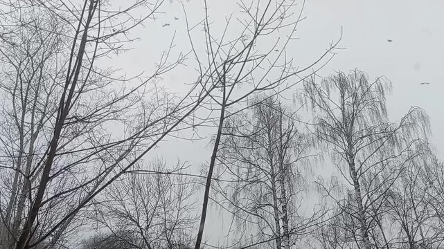 A dark and moody atmospheric scene. A flock of black crows (or ravens) soars and flies across a heavy, overcast, stormy sky. In the foreground, the silhouettes of bare, leafless tree branches sway gen