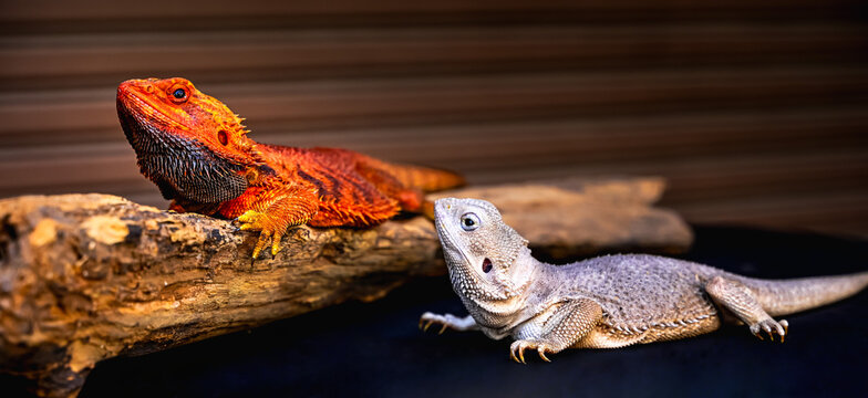 Close-up two beautiful exotic pet beard dragon lizards, one vibrant red and one albino white, sitting together on natural wooden log