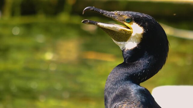 Close up of cormorant head standing on a branch beside a pond on a sunny day in spring