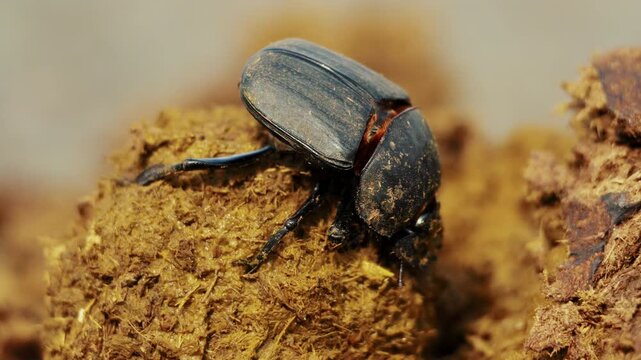 Closeup macro of beetles making a dung ball in a heap. Wild life nature in natural habitat. Amazing insects of South Africa. African safari, exotic country. Conservation nature in national park