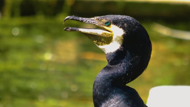Close up of cormorant head standing on a branch beside a pond on a sunny day in spring