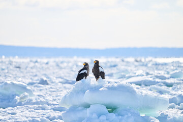 Two Steller's sea eagles (Haliaeetus pelagicus) perched on drift ice in Shiretoko, Hokkaido, Japan. © KaWataru