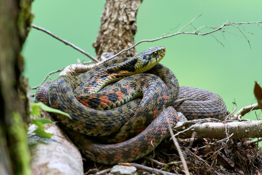 Tiger keelback snake (Rhabdophis tigrinus) coiled on a tree branch in Shirakami-Sanchi, Japan.