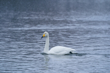 Obraz premium Whooper swan in the snow, Aomori Prefecture, Japan