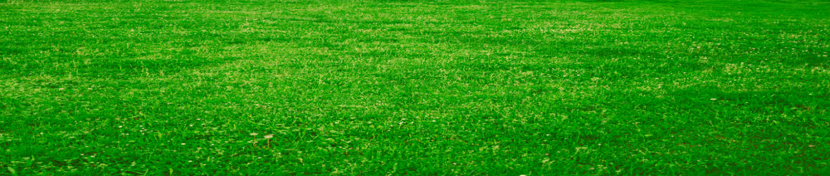 lush fresh green grass on field meadow in long perspective on background. summer Spring park backdrop. Summertime Springtime season Empty lawn field No people Nobody
