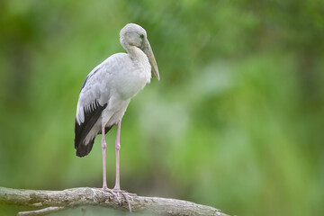 Fototapeta premium Asian Openbill stork (Anastomus oscitans) perched on a tree branch with soft green blurred background. The large wading bird features pale grey plumage, black wings, long pink legs, and a distinctive 